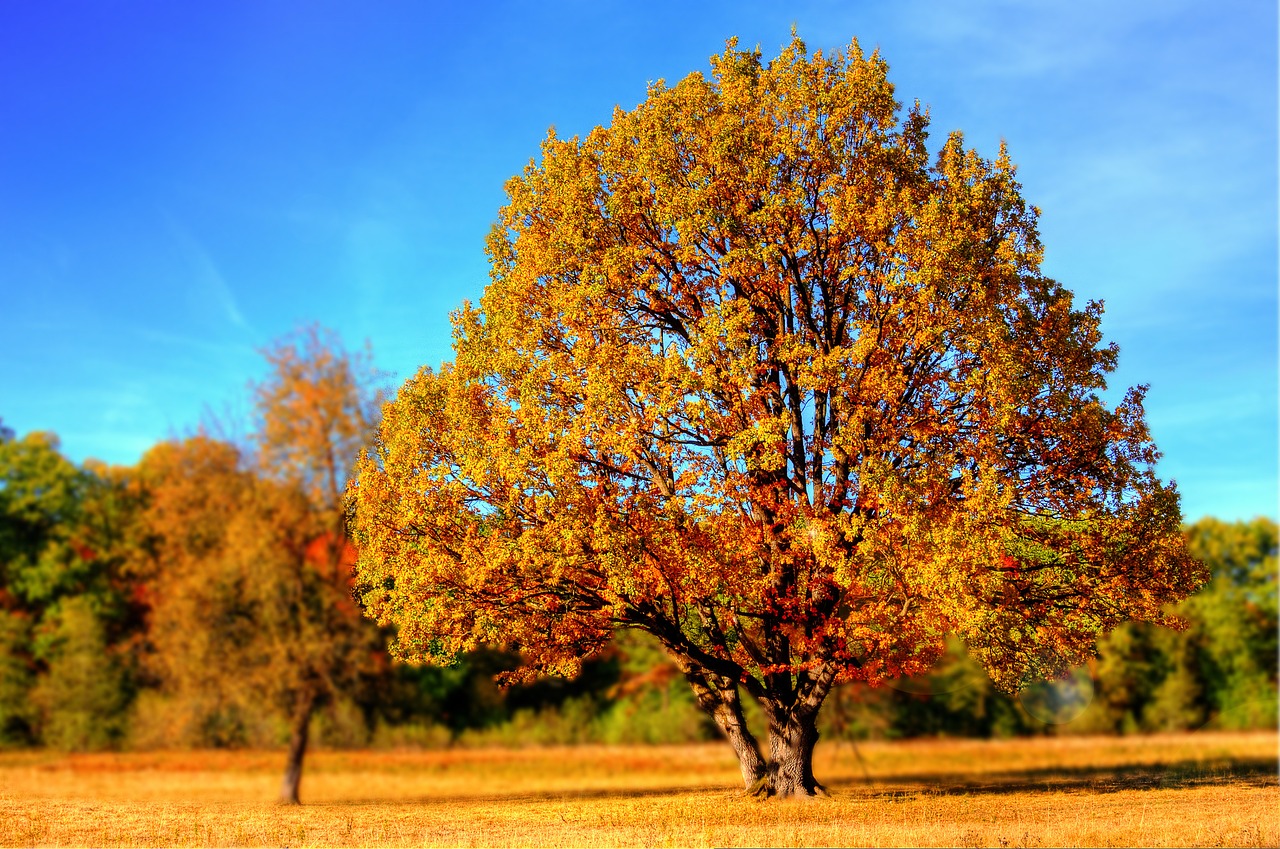 Albero con foglie gialle e arancioni