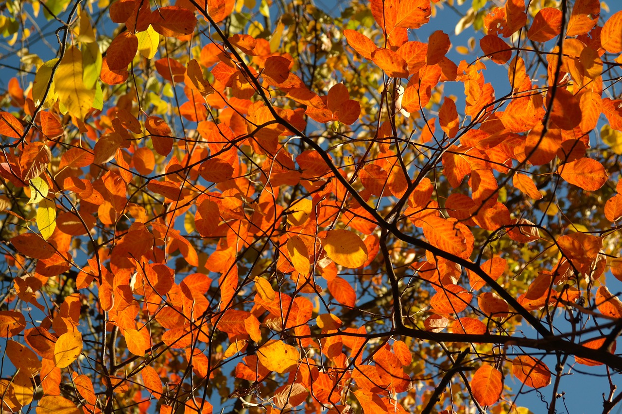 Foglie arancioni in autunno