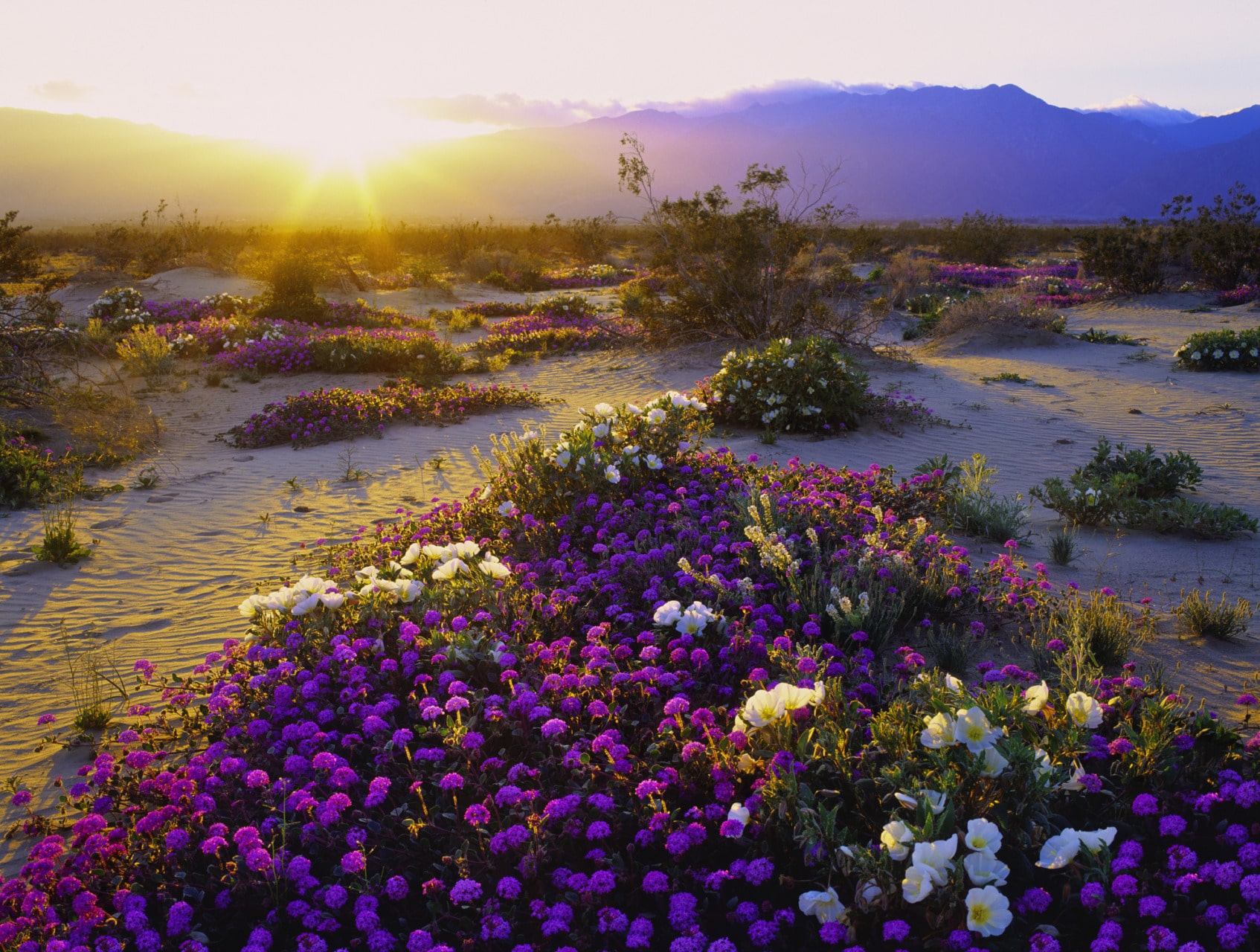 Anza Borrego State Park Calfornia, in primavera