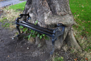 Albero affamato Dublino