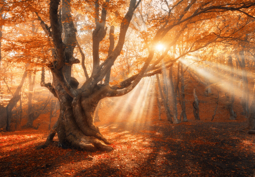 Albero in foresta autunnale incantata con i raggi del sole che passano attraverso i rami